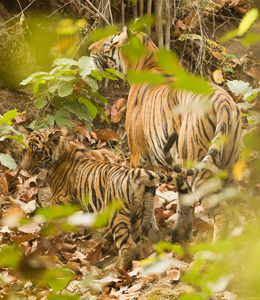 tiger